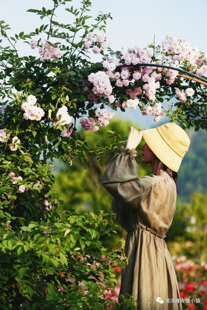 静悄悄的开初夏临安这里有羞答答的玫瑰花海