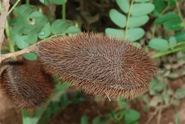 苦石莲,能清热化湿,散瘀止痛