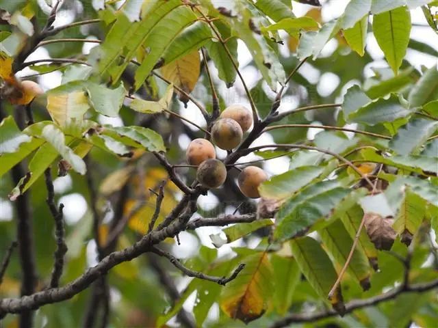 南酸枣,鲜果消食滞,果核醒酒解毒,树皮治烧烫伤,牛皮癣_腾讯新闻