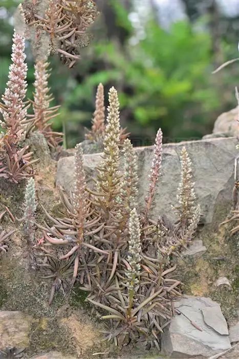 瓦松,内用于便血,吐血;外用治疮口久不愈合