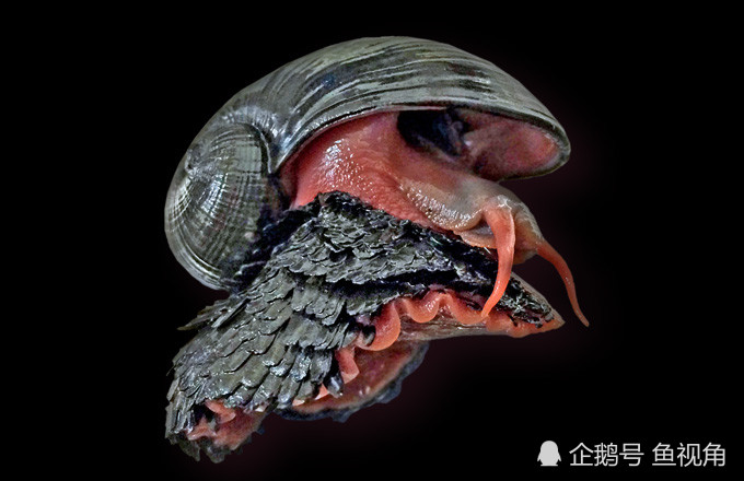 世界上唯一将铁融入外骨骼的生物坚硬且有磁性踩到脚或会折断