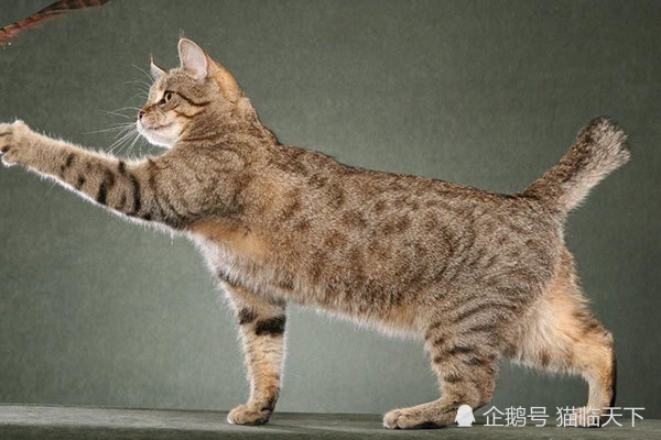 源于1960年代的美国具有独特的外貌喜欢藏匿闪亮的饰品