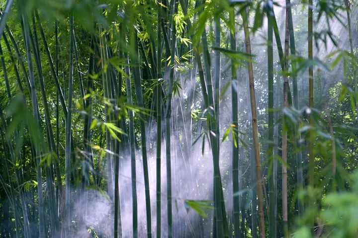 灵山秀水的广宁,竹林风中的美食