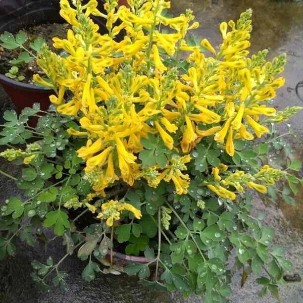 荒野悬崖长出的岩黄连价值高作用多找个盆自己也能养