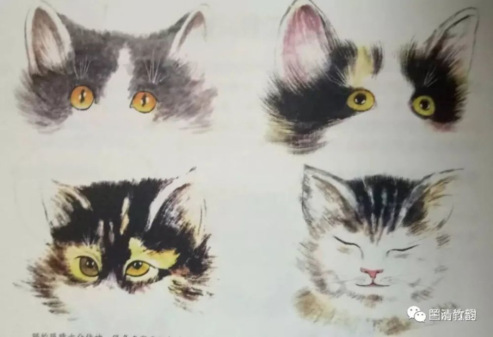 怎样画猫猫的工笔画法分部位说明画猫的几种着色法常见的丝毛画猫法