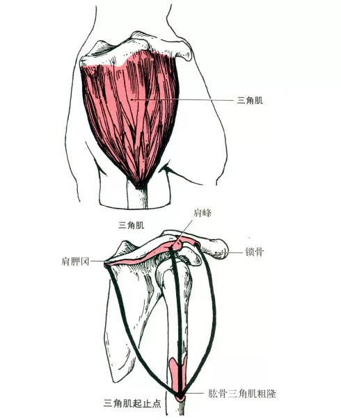 上臂外侧三角肌下缘图图片