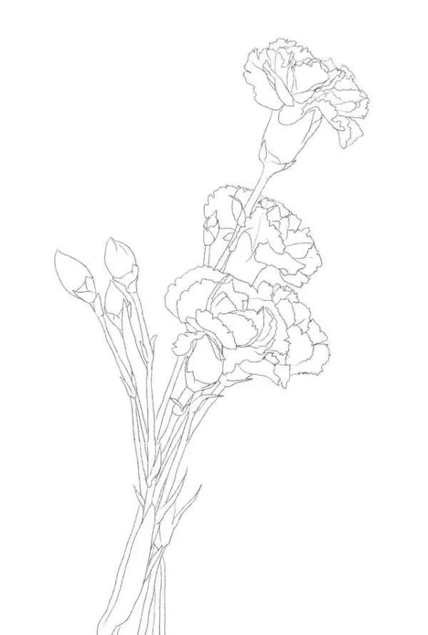 母亲节:画一朵母爱之花康乃馨|水彩画|康乃馨|母亲节|画法