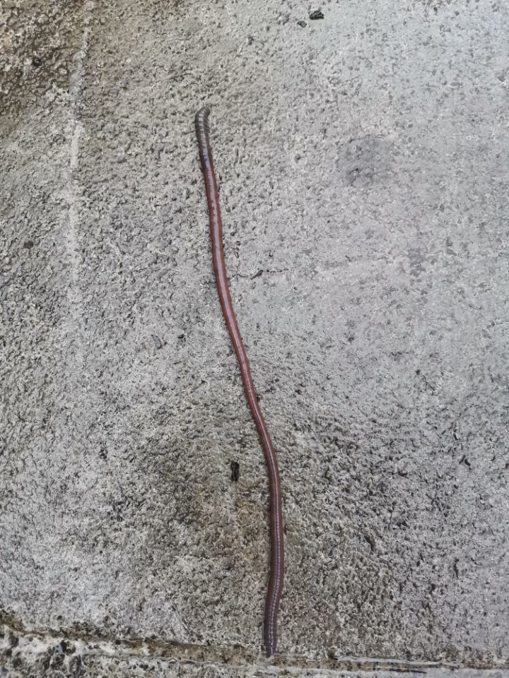 峨眉山的大蚯蚓,本地人叫"蛐蟮","透山龙",学名叫秉前环毛蚓.