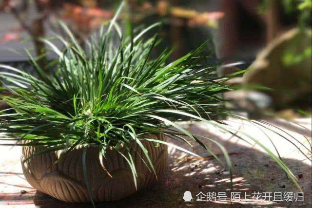 野外挖回野菖蒲 想要养在家中 先要认清它是哪一种 腾讯新闻