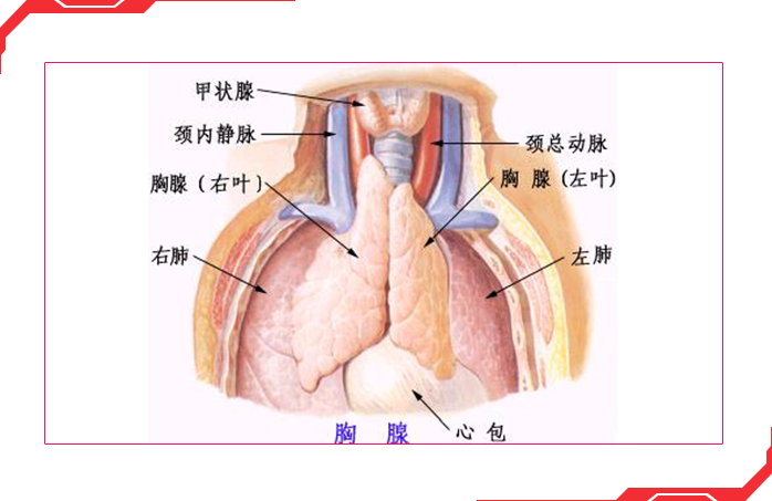 胸腺部位图片