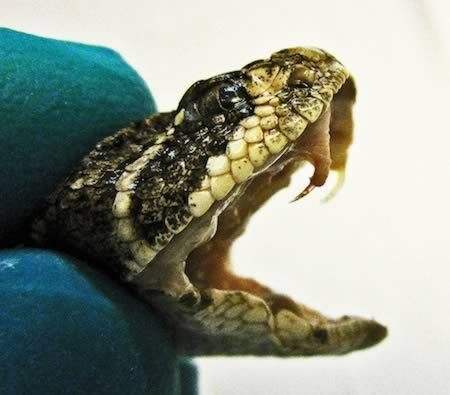 脊椎动物最常用的"工具武器"它们是身体最坚硬的部分!_腾讯新闻