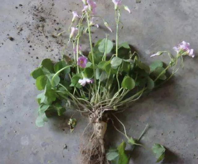 河边的"三叶酸"根茎大,犹如野草,殊不知珍贵,也比较少见