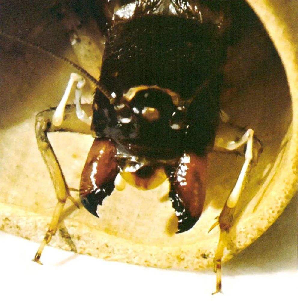 蟋蟀红牙青图片