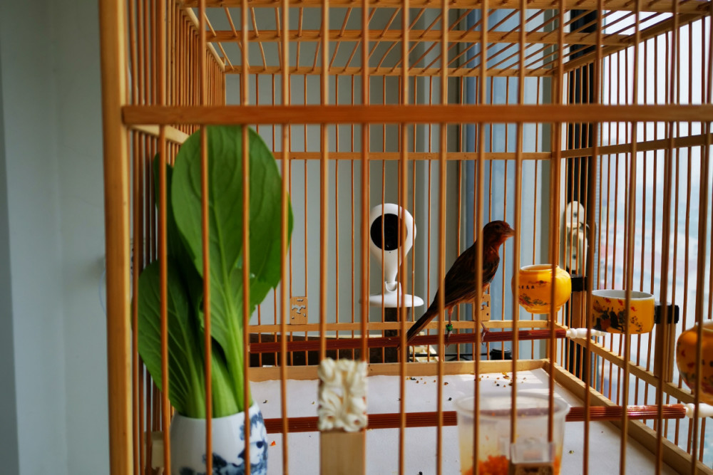 今年最新最流行的养鸟方式,养鸟人见了都说:牛!