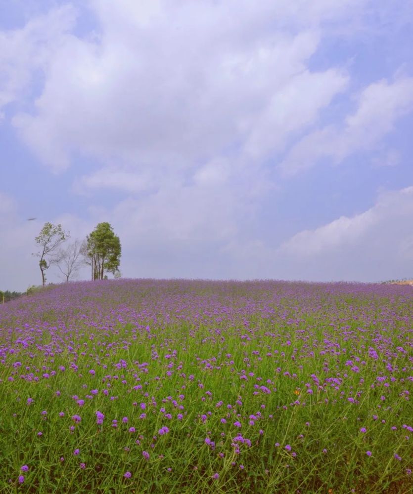 花海在廣西柳州市柳東新區花嶺片區,由廣西柳州可莘旅遊投資股份有限