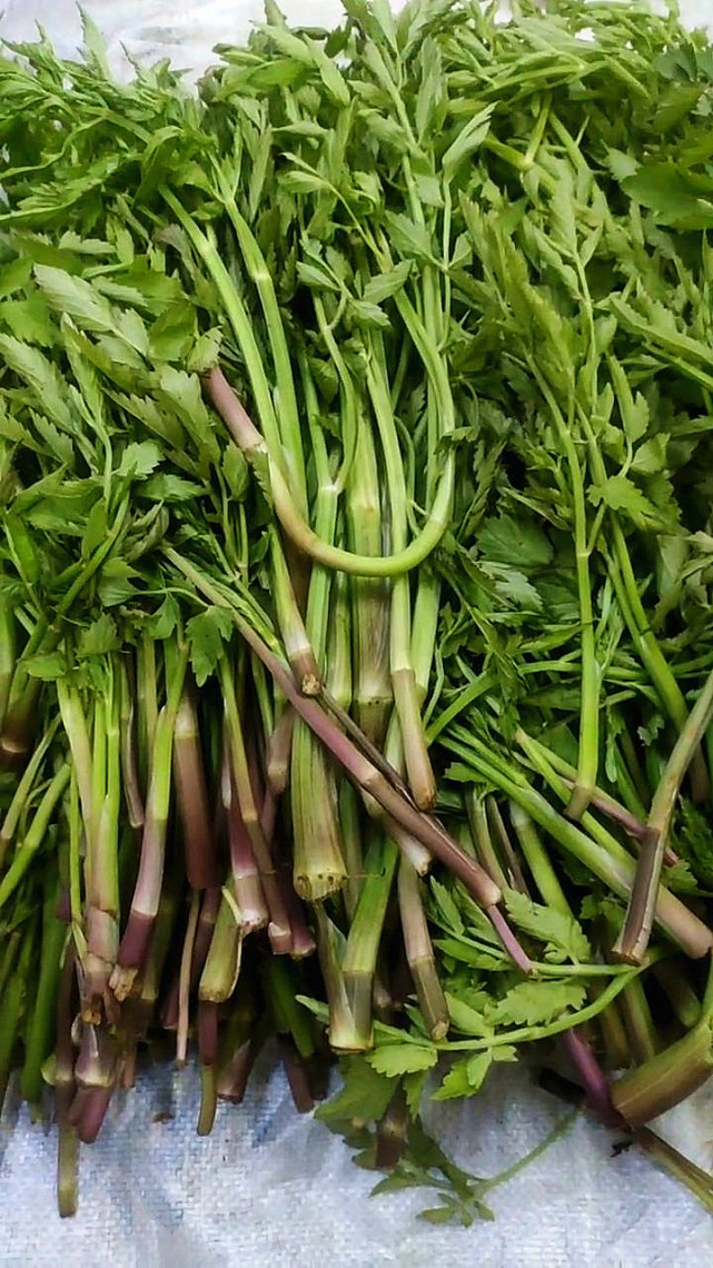 野生的芹菜真的那么好吃吗 最常见的有几种 芹菜 老山芹 野菜 包饺子 水芹菜 小叶芹