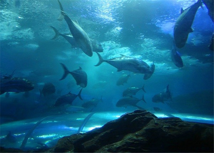 海底神秘莫测,内部到底有什么?贸然闯入者下场都很惨!