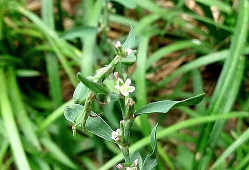 这玩意指的就是扁竹草,是众多野菜当中我比较偏爱的一种,它是真正纯
