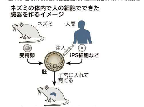 加入了人体诱导多能干细胞,然后该受精卵在老鼠子宫内发育,这样就可以