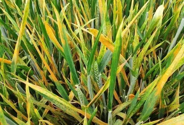 紧急涉及10省400多个县小麦条锈病已发生1200万亩一定要做好这些防控