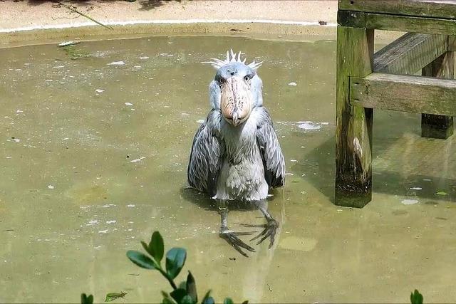 被誉为鸟界"二哈",见人就拔毛送礼,网友:凭本事濒危