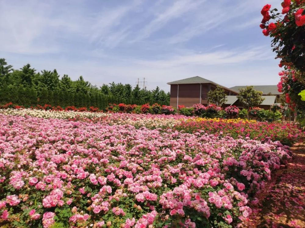 這就是南陽月季博覽園