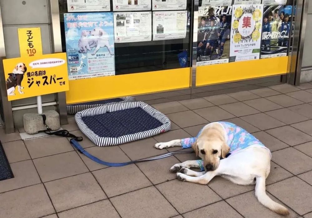在日本,导盲犬的一生都被如此重视?