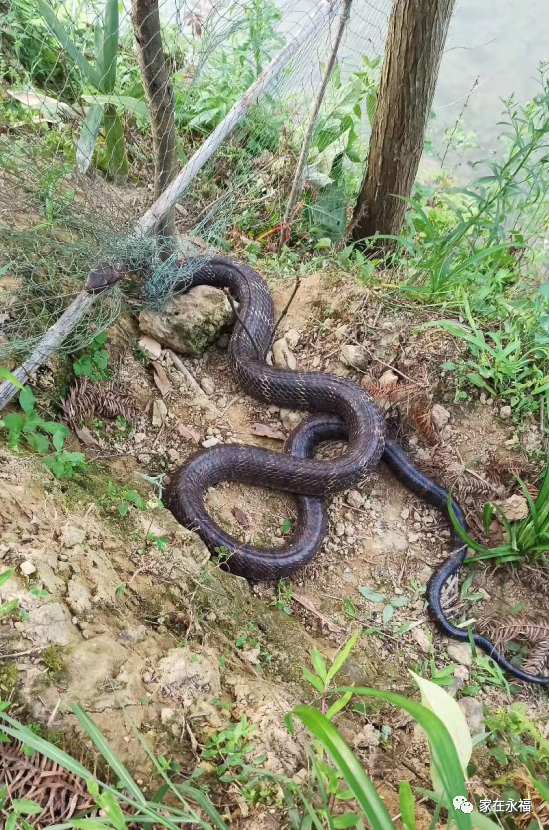 5月8日,桂林一居民报警称,家里的拦鸡网困住了一条大蛇.