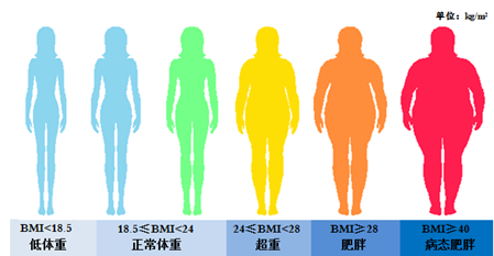 肥胖|中国超过一半的成年人竟然都有这个问题！防治的关键是……