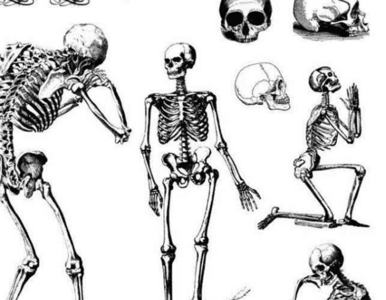 欧洲人全身有206块骨头,为什么中国人只有204块?缺少的两块骨头在哪
