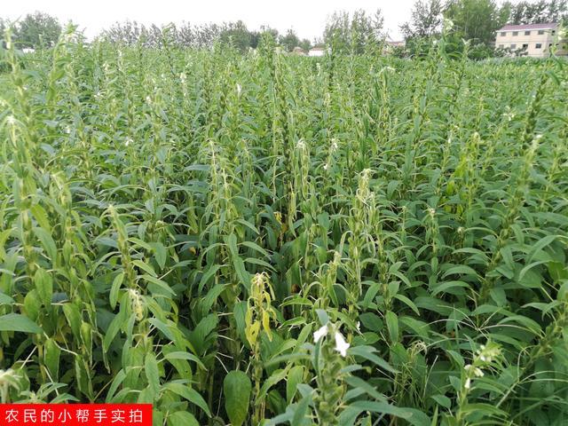 芝麻苗期叶片枯萎啥原因?学会排除法,自己也能当"农技专家"