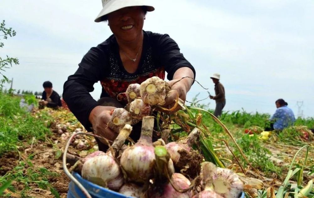杞县大蒜是卖是晒