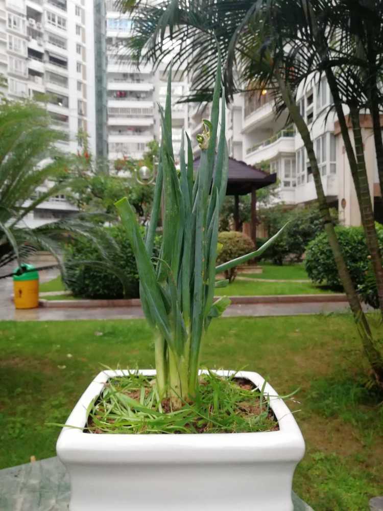 风葱蚕屎冰糖炖鸡蛋,风葱又是什么?不是大葱小葱哦,也是一味草药.