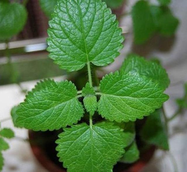 4种驱蚊草,养在阳台能驱蚊,蚊子夏天不找上门