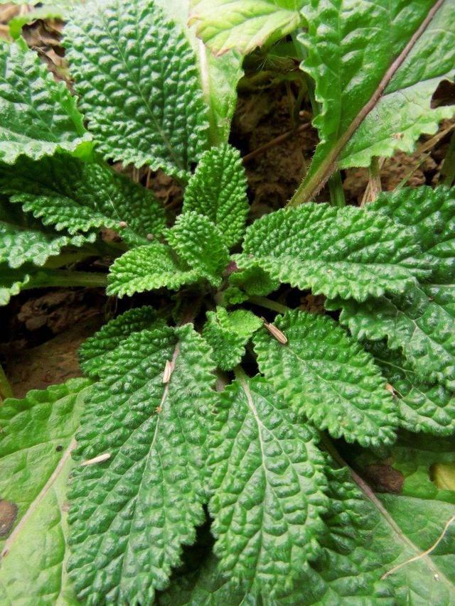 这种野草长得丑叶子皱巴巴叫癞蛤蟆草价值高遇到要珍惜