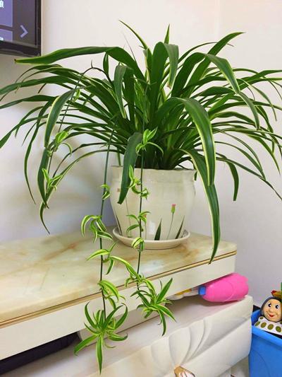 吊兰真好养,做好这几点枝繁叶茂,不怕黄叶全是新枝