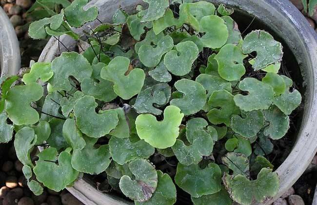 除此之外,荷叶铁线蕨还具有重要的药用价值.