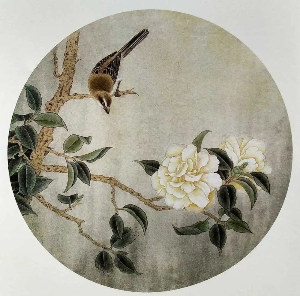 李科宏工笔画茶花小鸟分染详细过程