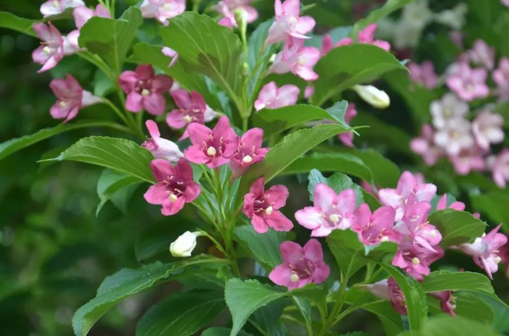 方塔园五色海棠花开正艳_腾讯新闻