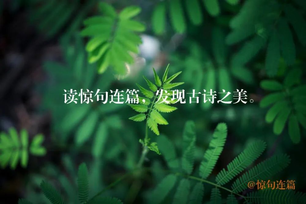 苏轼|通透诗人苏东坡，扔哪就在哪发芽