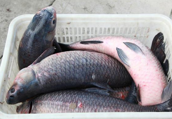 酷似草鱼却是肉食性鱼,价格常年稳定十几元1斤,如今很少人养殖