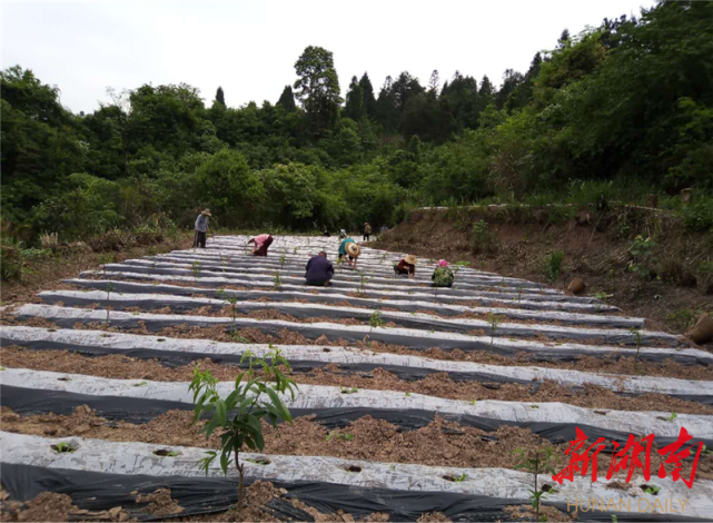 和李中树一样,在家门口"就业"实现增收的还有该镇岩坨村建档立卡户尹