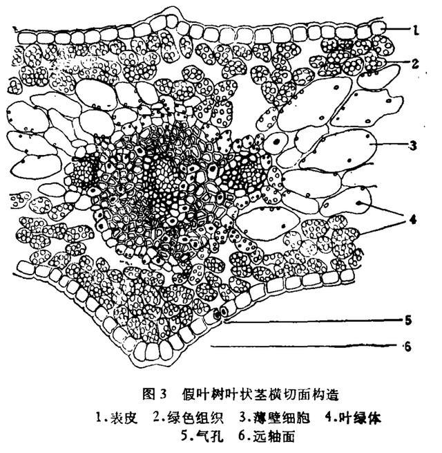 所谓主脉实际上是由 3-5个散列的维管束组成,它们埋藏在机械组织中,每