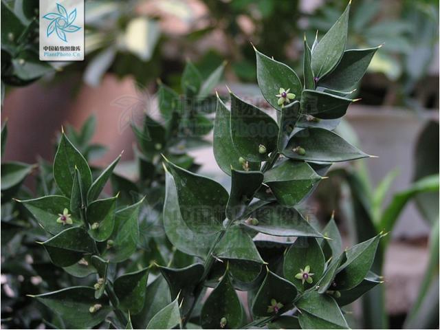 假叶树叶状茎的茎针 图片来源:中国植物志茎变成叶的形状,果实怎么长?