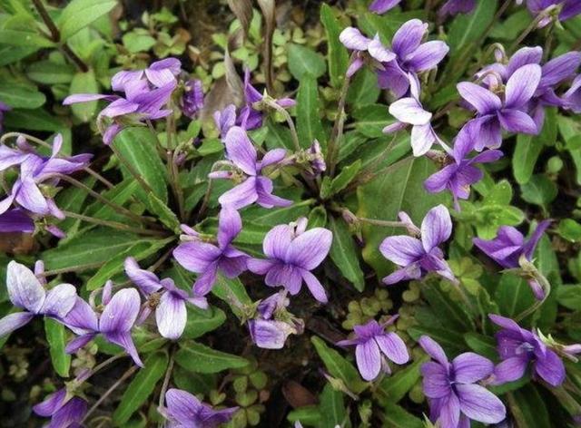 田间地头有1种野堇菜很美如今不多见拔1棵少1棵珍贵