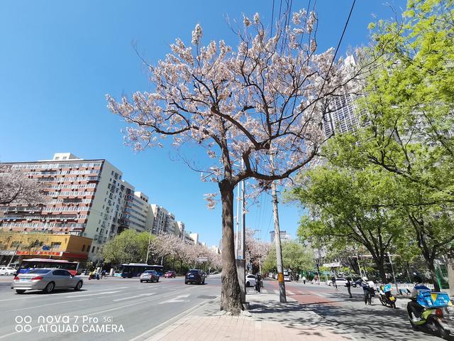 首先看下路邊的梧桐,800萬像素超廣角拍風景絕對是一把好手.