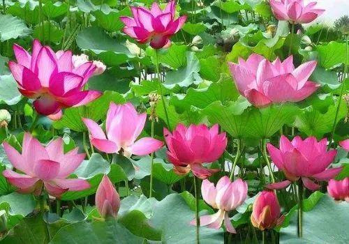 荷花|炎炎夏日，那些诗词与荷花