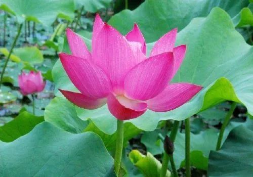 荷花|炎炎夏日，那些诗词与荷花