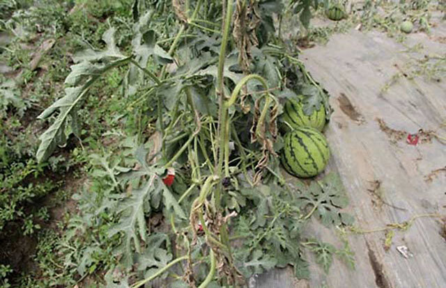 因此,很多人都选择种植了西瓜,西瓜种植期间根腐病是西瓜常见的病害之