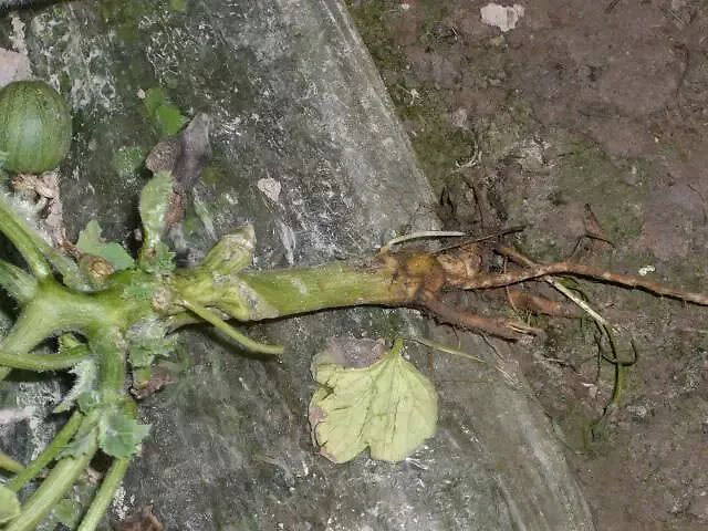 西瓜根腐病主要呈现的症状为叶片中午萎蔫,早晚尚能恢复,严重的直接